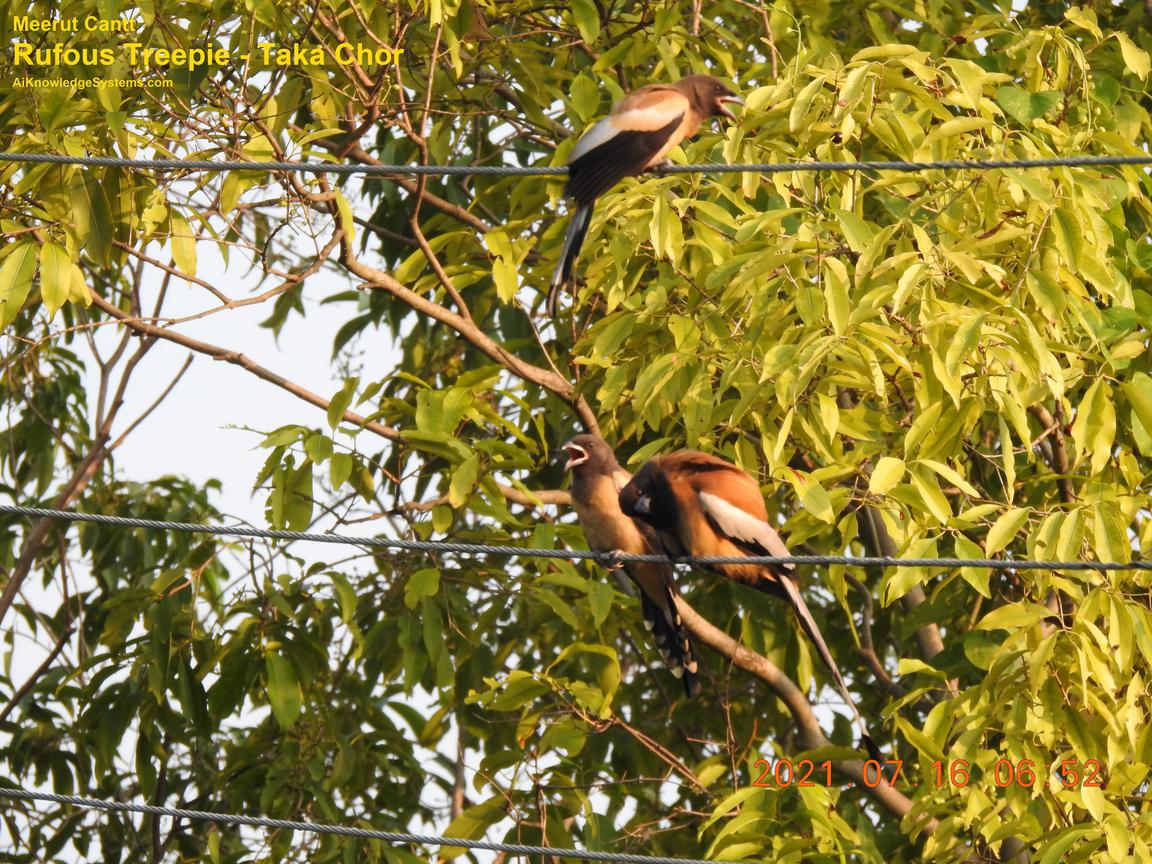 Rufous Treepie (58) Coming Soon